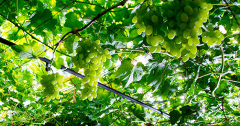 Enovitis in campo, la sicurezza in agricoltura 20150719_enovitis