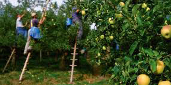 Come coltivare salute e sicurezza nel settore agricolo