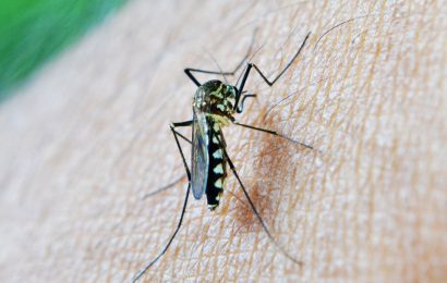 ‘Self-Sabotage’ Prevents Immune Protection Against Malaria